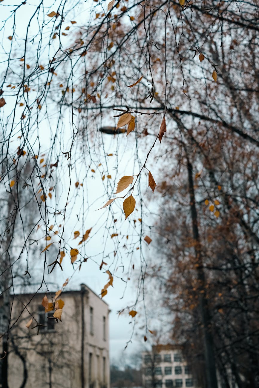 Genres Through My Life